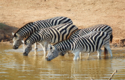 تور آفریقای جنوبی ۱۰ روزه با پرواز امارات