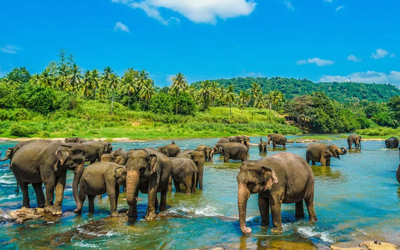 تور ۸ روزه سریلانکا با پرواز معراج